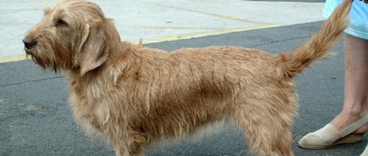 basset fauve de Bretagne